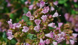 Origanum vulgare